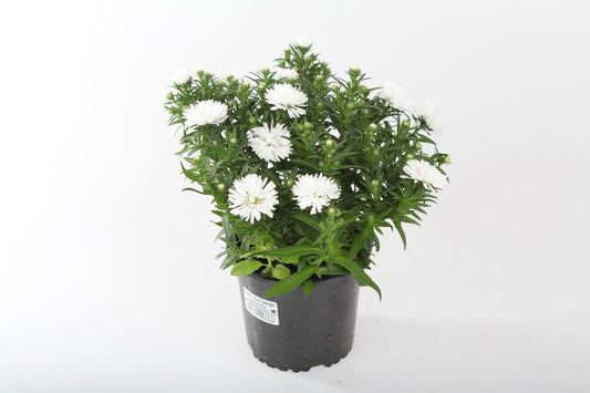 Aster Novi Belgii Showmakers Arctic White - View 10 from www redcrocus com