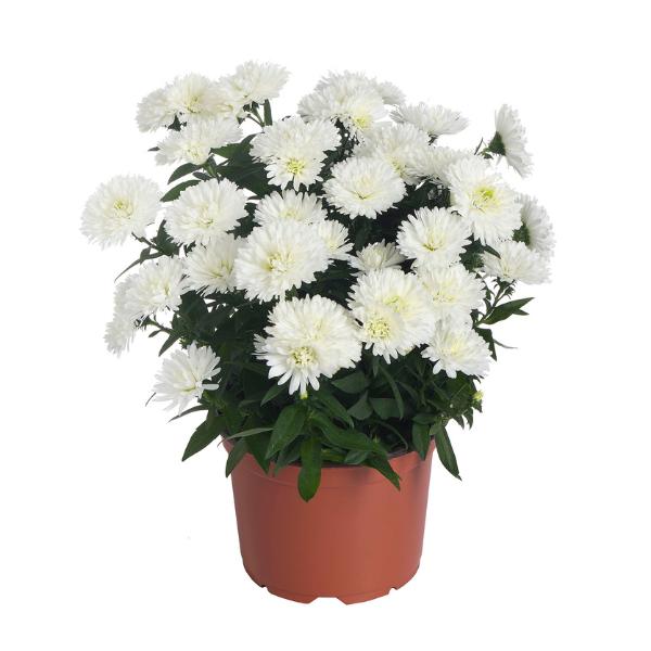 Aster Novi Belgii Showmakers Arctic White - View 2 from www redcrocus com