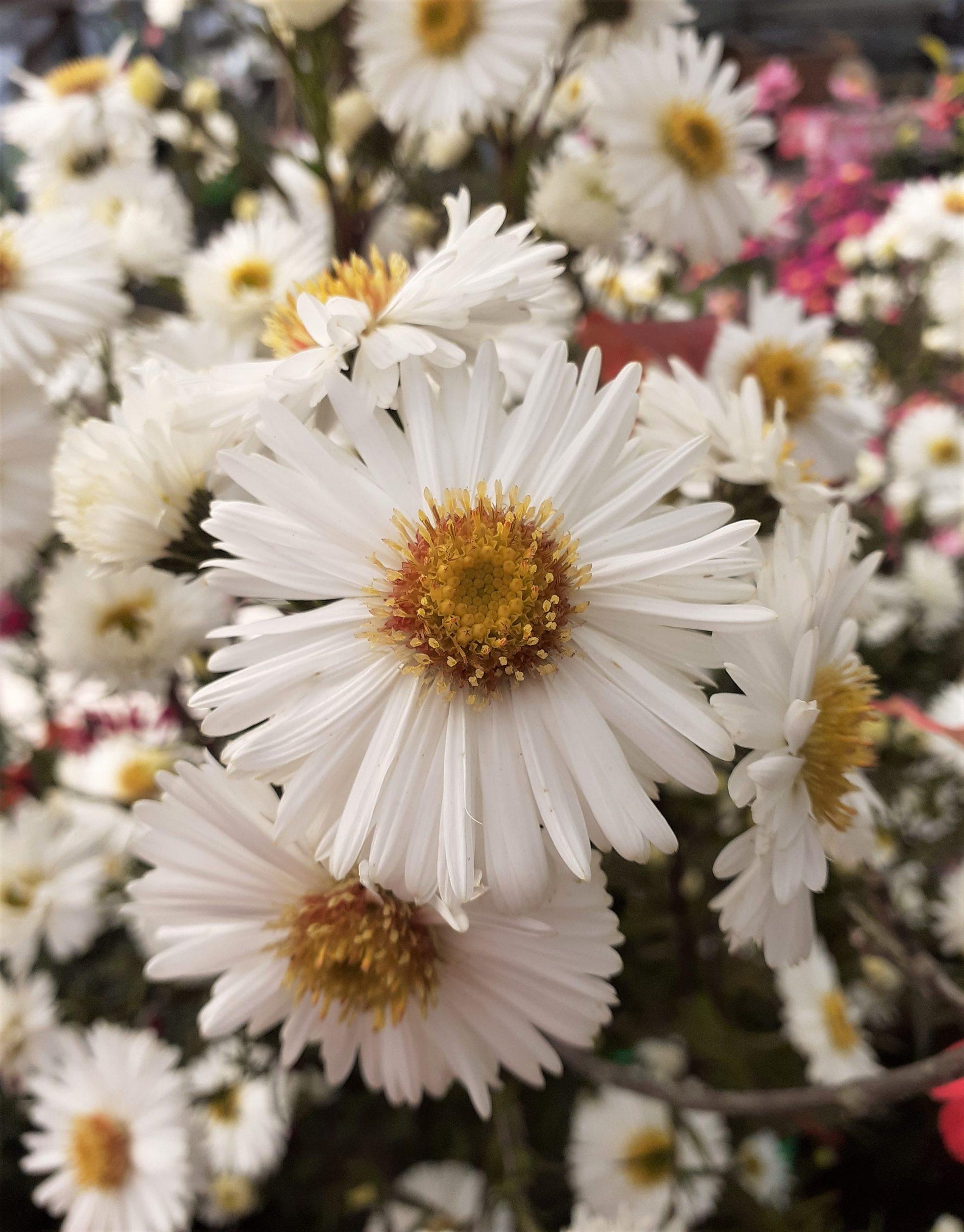 Aster Novi Belgii Showmakers Arctic White - View 6 from www redcrocus com
