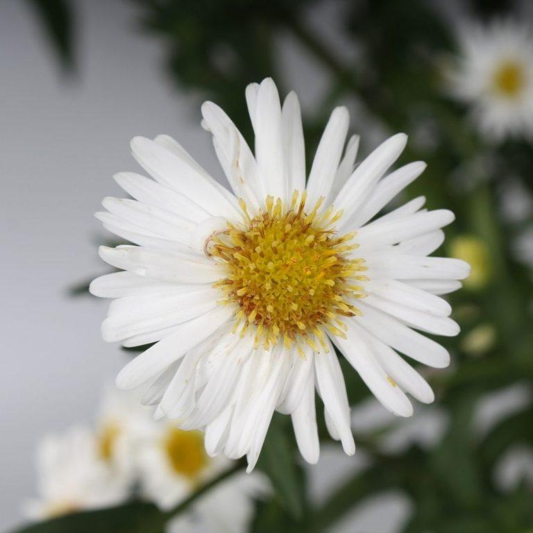 Aster Novi Belgii Showmakers Arctic White - View 9 from www redcrocus com