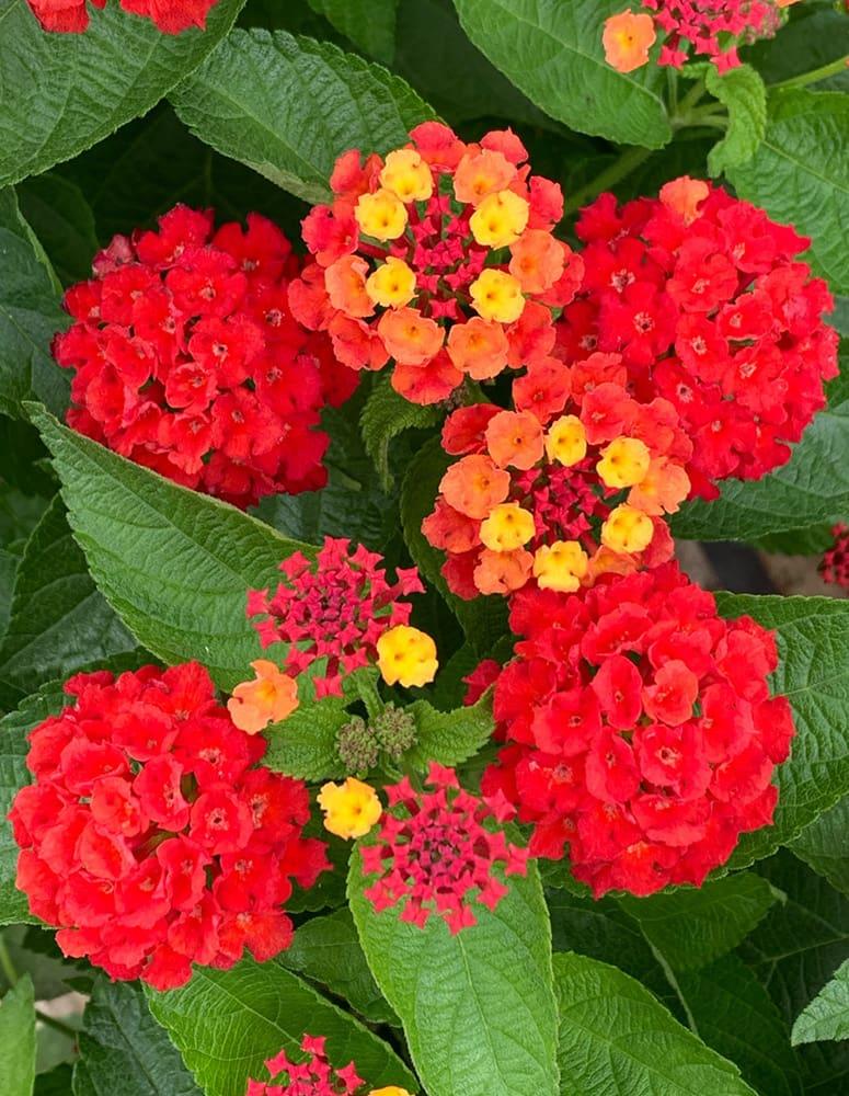 Lantana Bandolero Lychee - View 10 from www redcrocus com