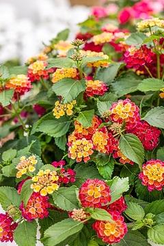 Lantana Bandolero Lychee - View 12 from www redcrocus com