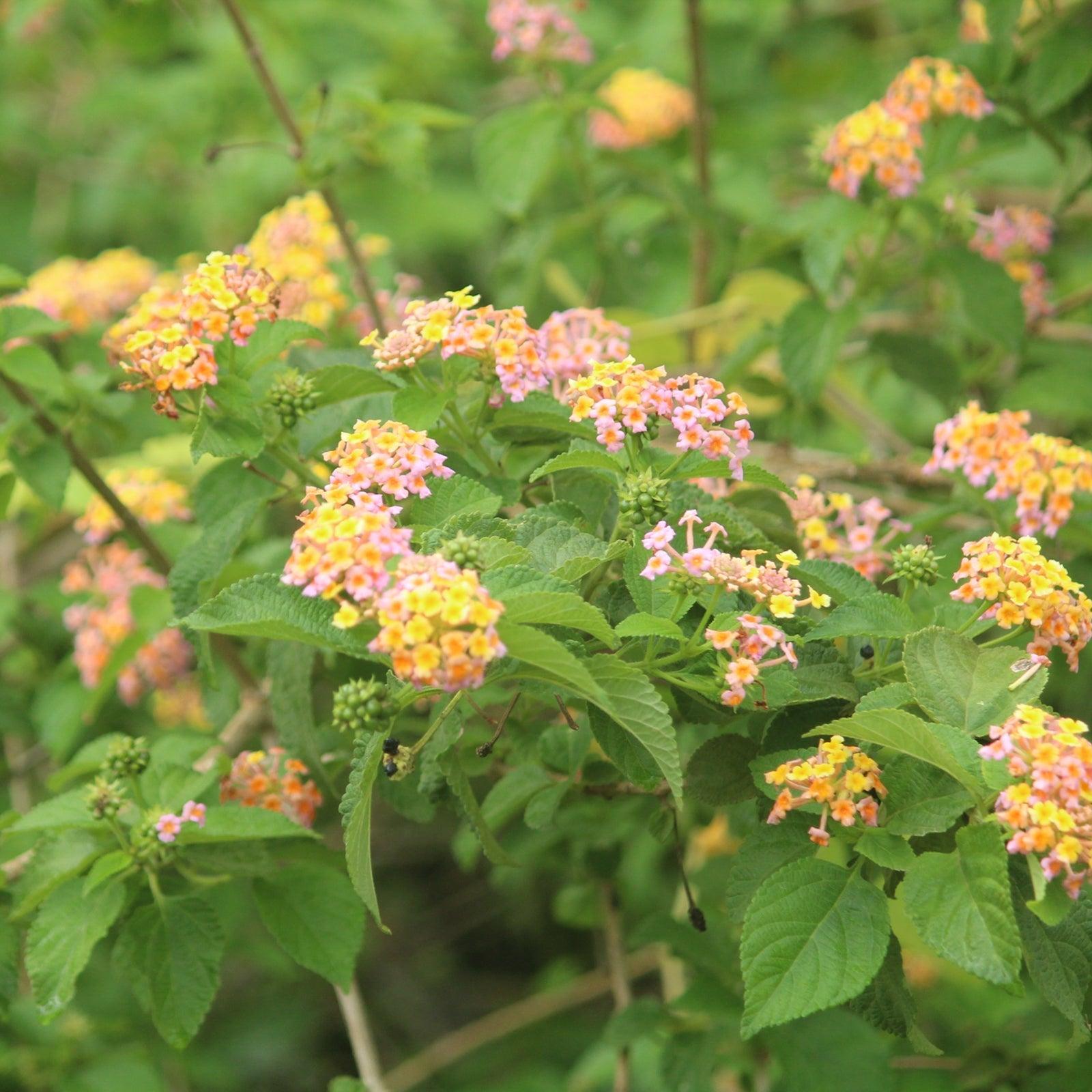 Lantana Bandolero Lychee - View 14 from www redcrocus com