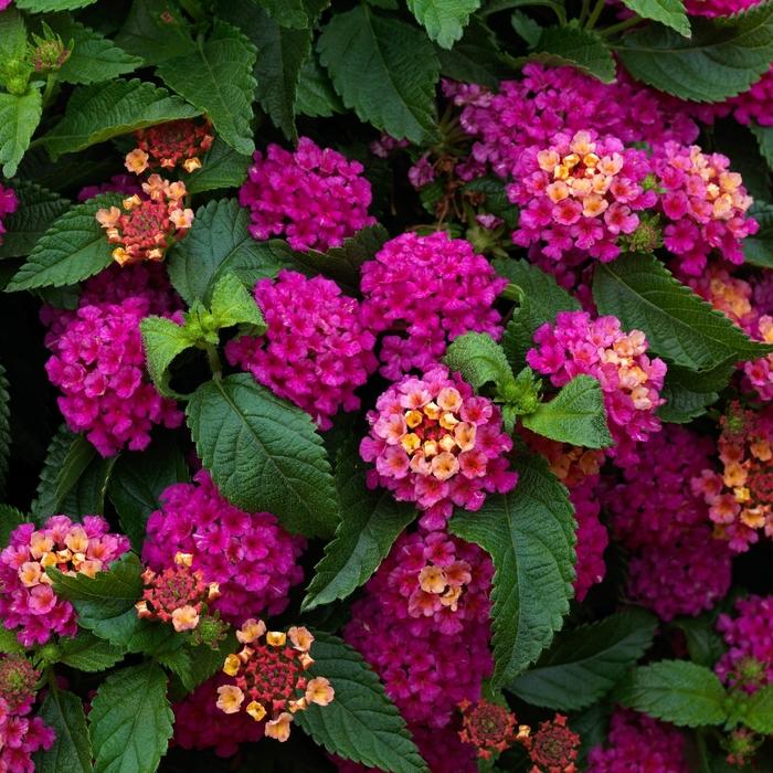 Lantana Bandolero Lychee - View 15 from www redcrocus com