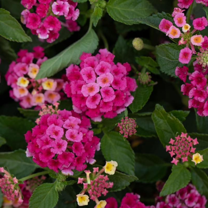 Lantana Bandolero Lychee - View 1 from www redcrocus com