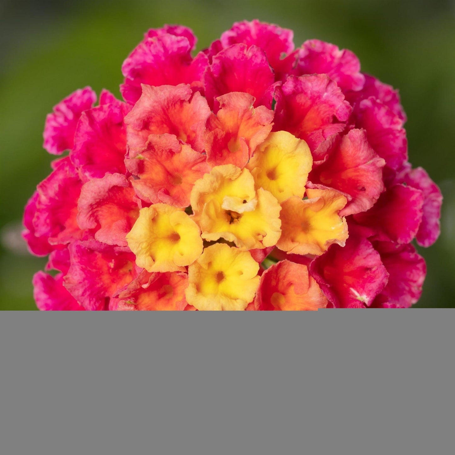 Lantana Bandolero Lychee - View 2 from www redcrocus com