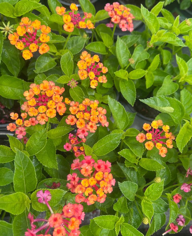 Lantana Bandolero Lychee - View 6 from www redcrocus com