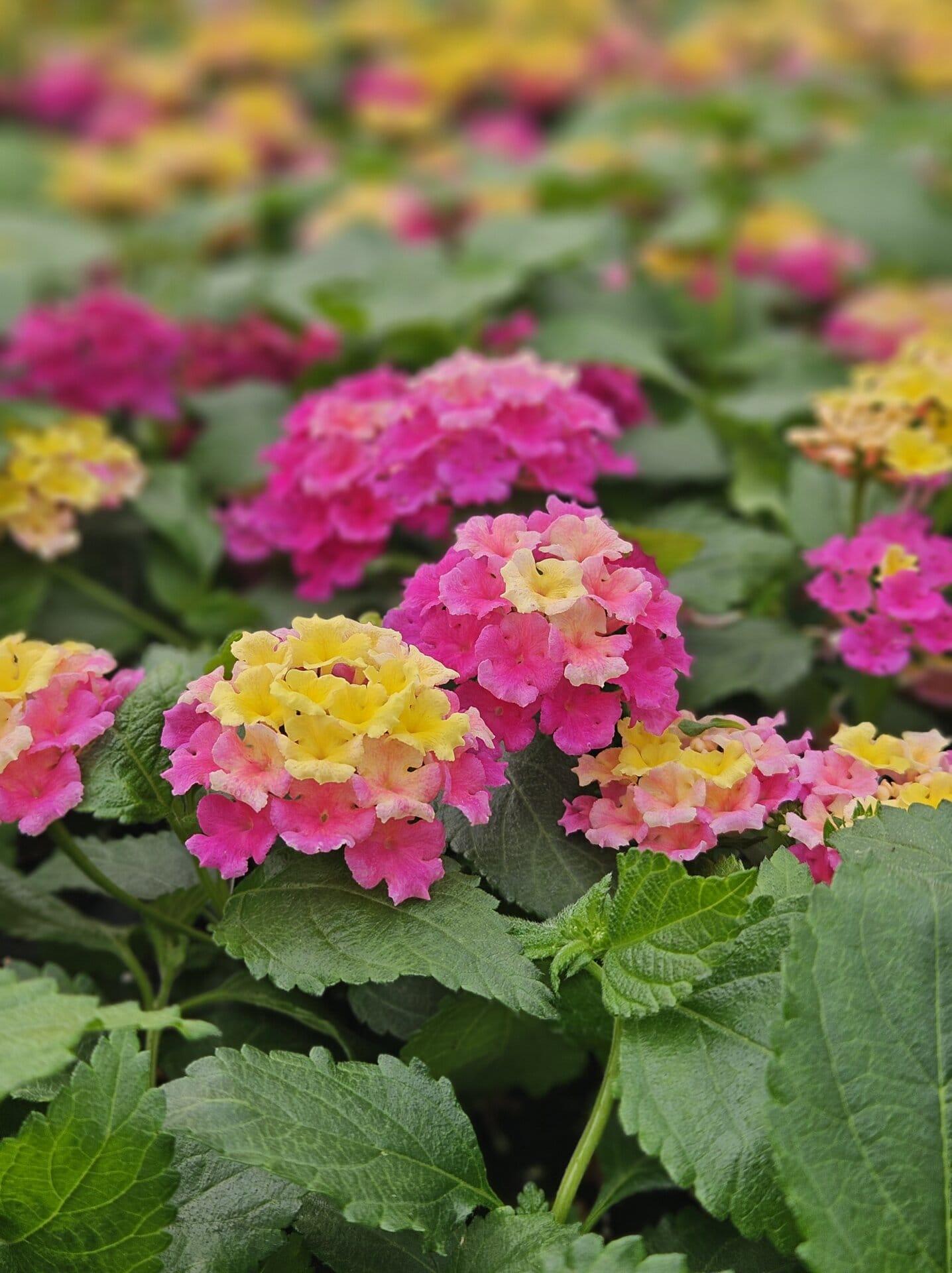 Lantana Bandolero Lychee - View 9 from www redcrocus com