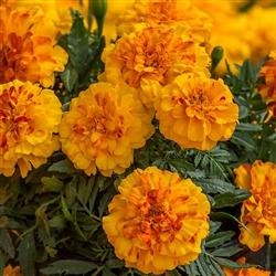 Marigold Endurance Sunset Gold - View 11 from www redcrocus com