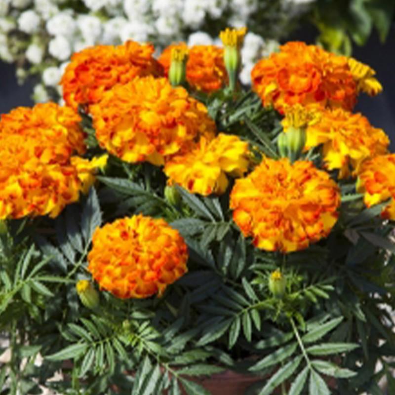 Marigold Endurance Sunset Gold - View 12 from www redcrocus com