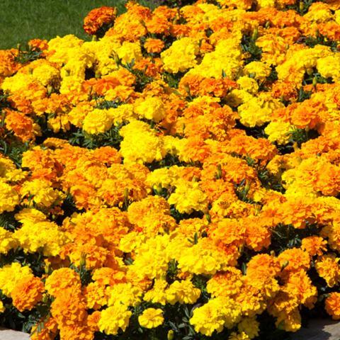 Marigold Endurance Sunset Gold - View 13 from www redcrocus com