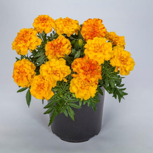 Marigold Endurance Sunset Gold - View 1 from www redcrocus com