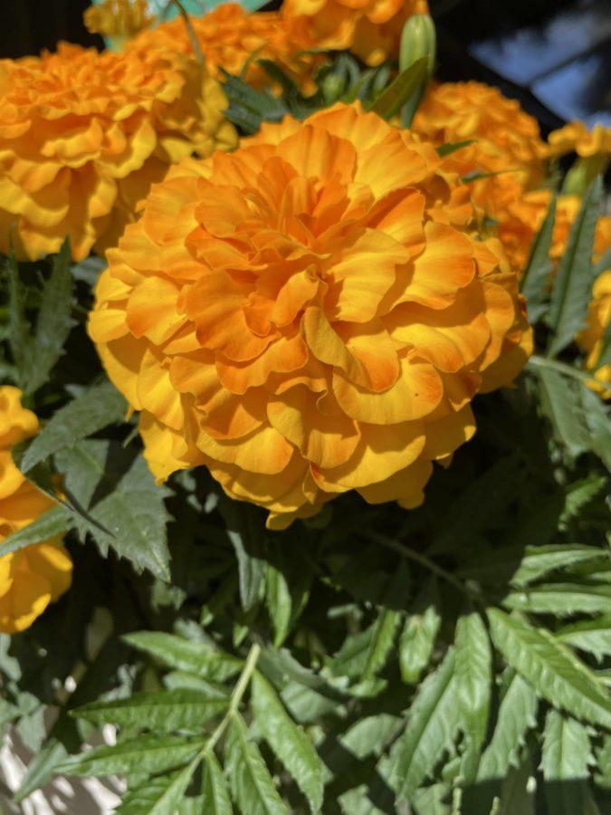 Marigold Endurance Sunset Gold - View 3 from www redcrocus com