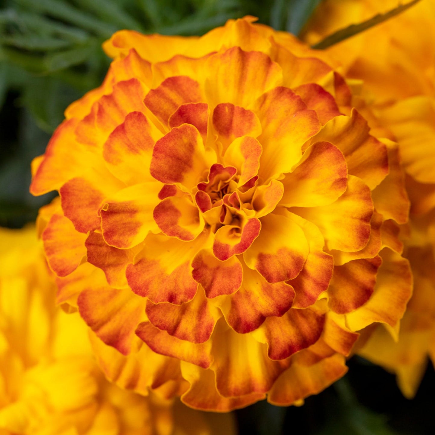 Marigold Endurance Sunset Gold - View 6 from www redcrocus com