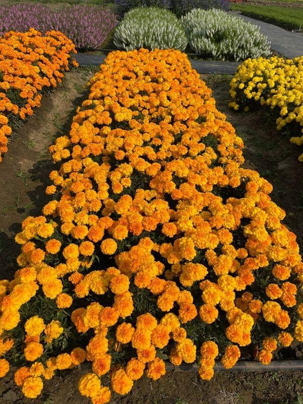 Marigold Endurance Sunset Gold - View 7 from www redcrocus com