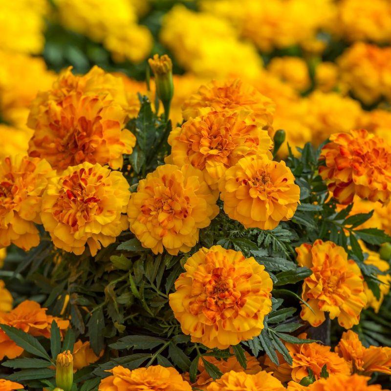 Marigold Endurance Sunset Gold - View 9 from www redcrocus com