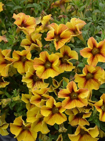 Petchoa Supercal Premium Caramel Yellow - View 11 from www redcrocus com