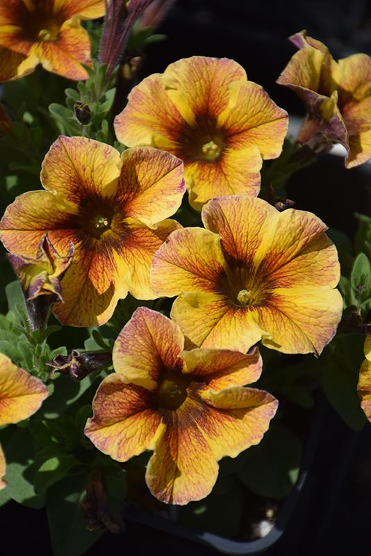 Petchoa Supercal Premium Caramel Yellow - View 12 from www redcrocus com