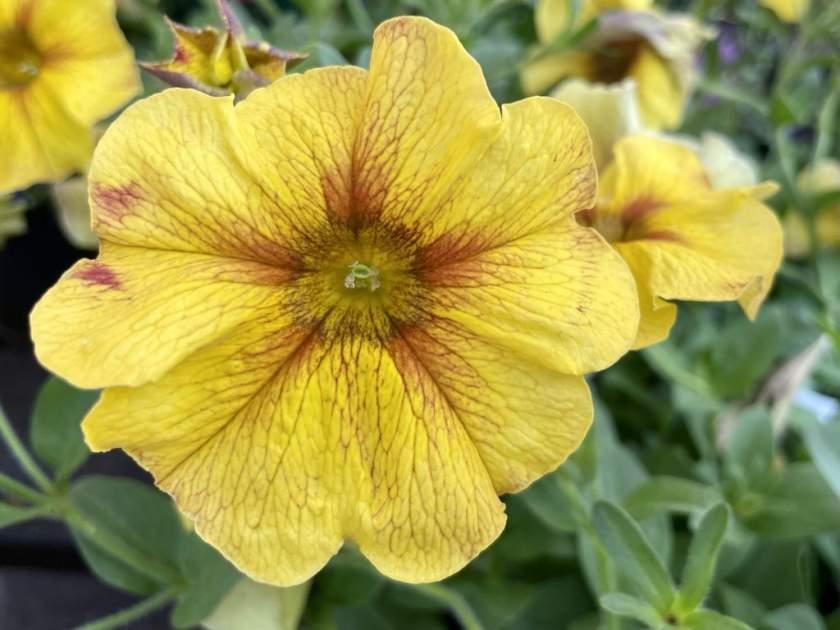 Petchoa Supercal Premium Caramel Yellow - View 13 from www redcrocus com