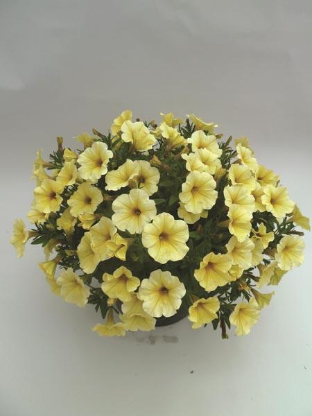 Petchoa Supercal Premium Caramel Yellow - View 14 from www redcrocus com