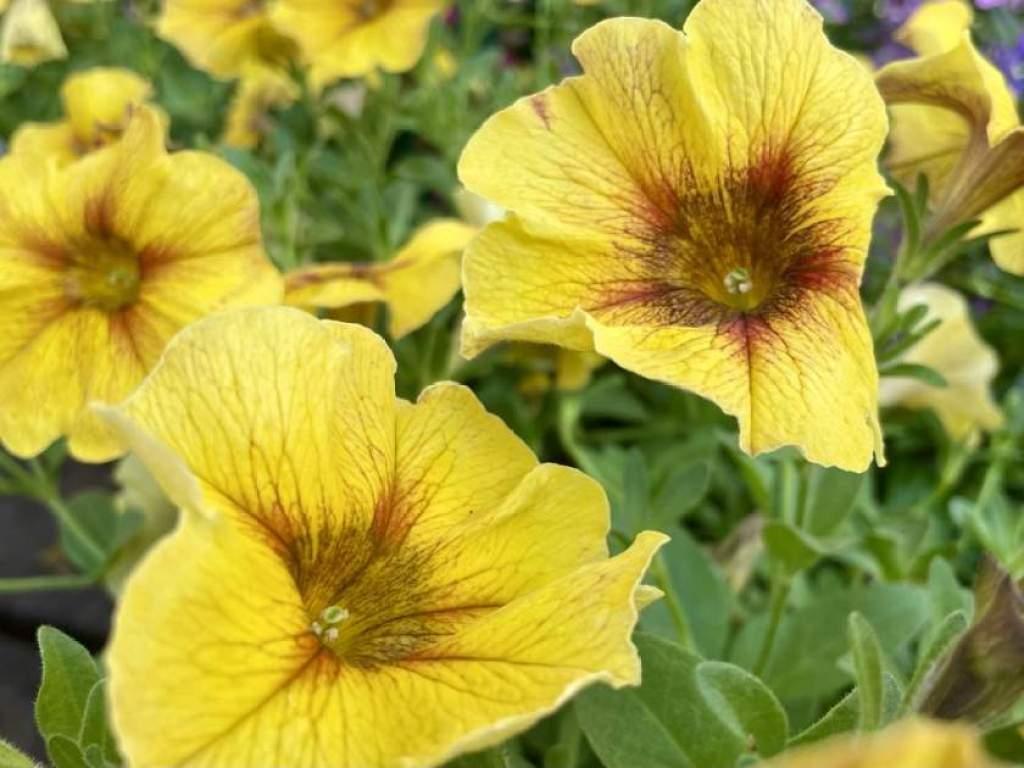 Petchoa Supercal Premium Caramel Yellow - View 15 from www redcrocus com
