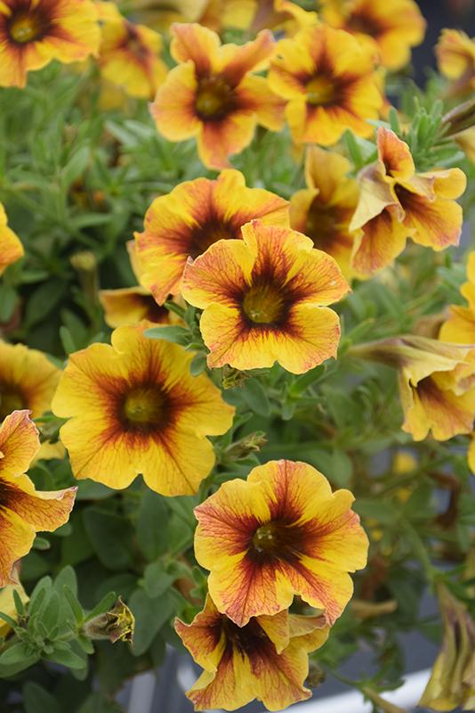 Petchoa Supercal Premium Caramel Yellow - View 16 from www redcrocus com
