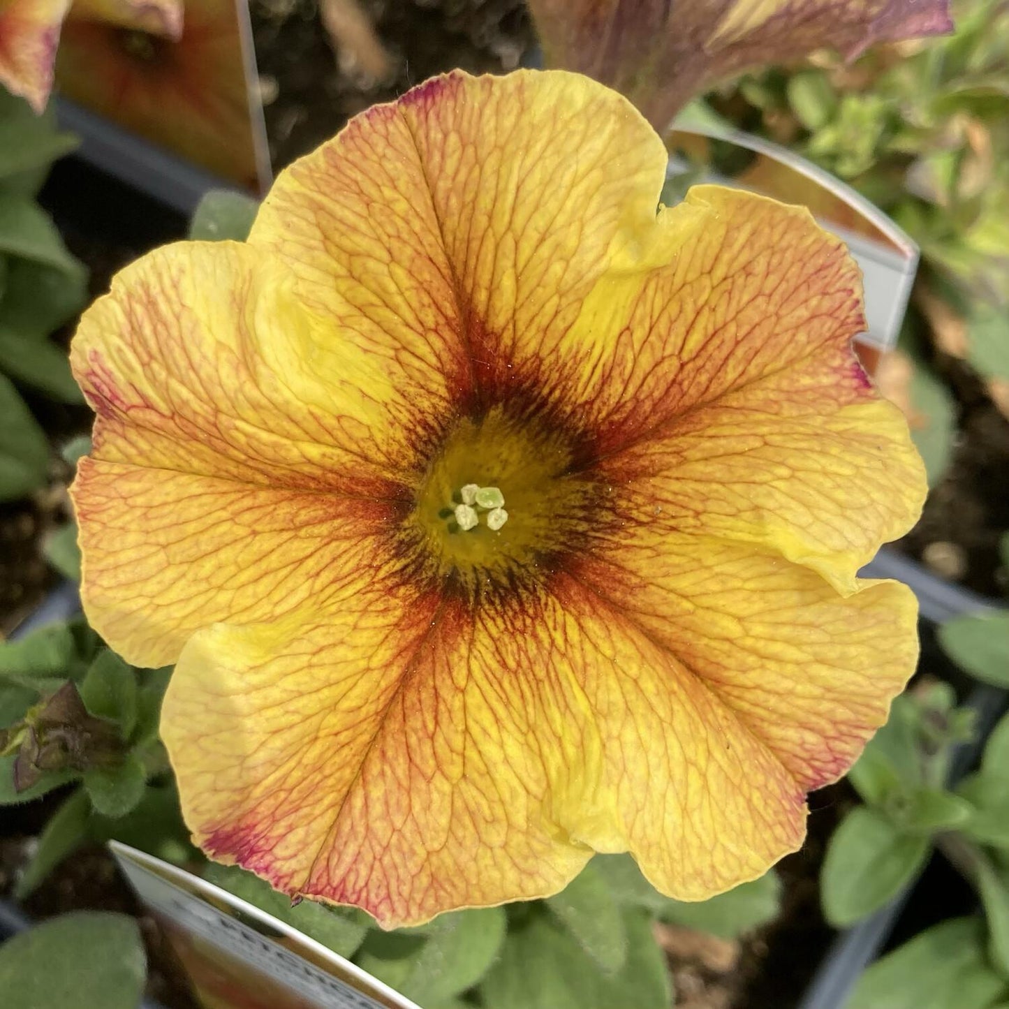 Petchoa Supercal Premium Caramel Yellow - View 17 from www redcrocus com