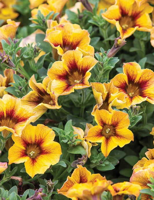 Petchoa Supercal Premium Caramel Yellow - View 1 from www redcrocus com