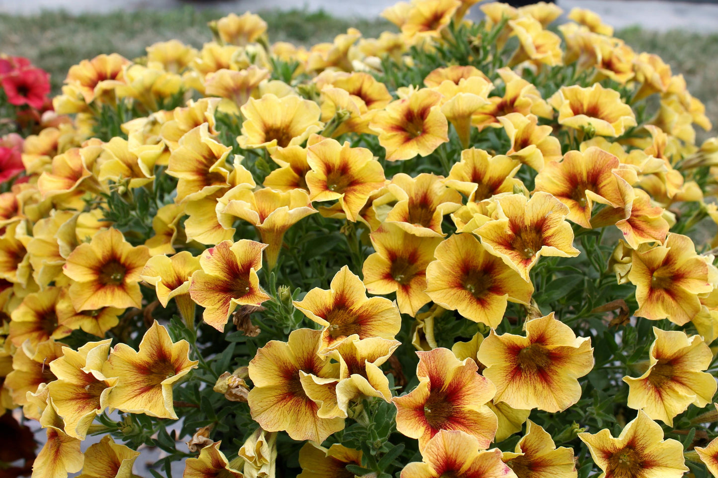 Petchoa Supercal Premium Caramel Yellow - View 2 from www redcrocus com