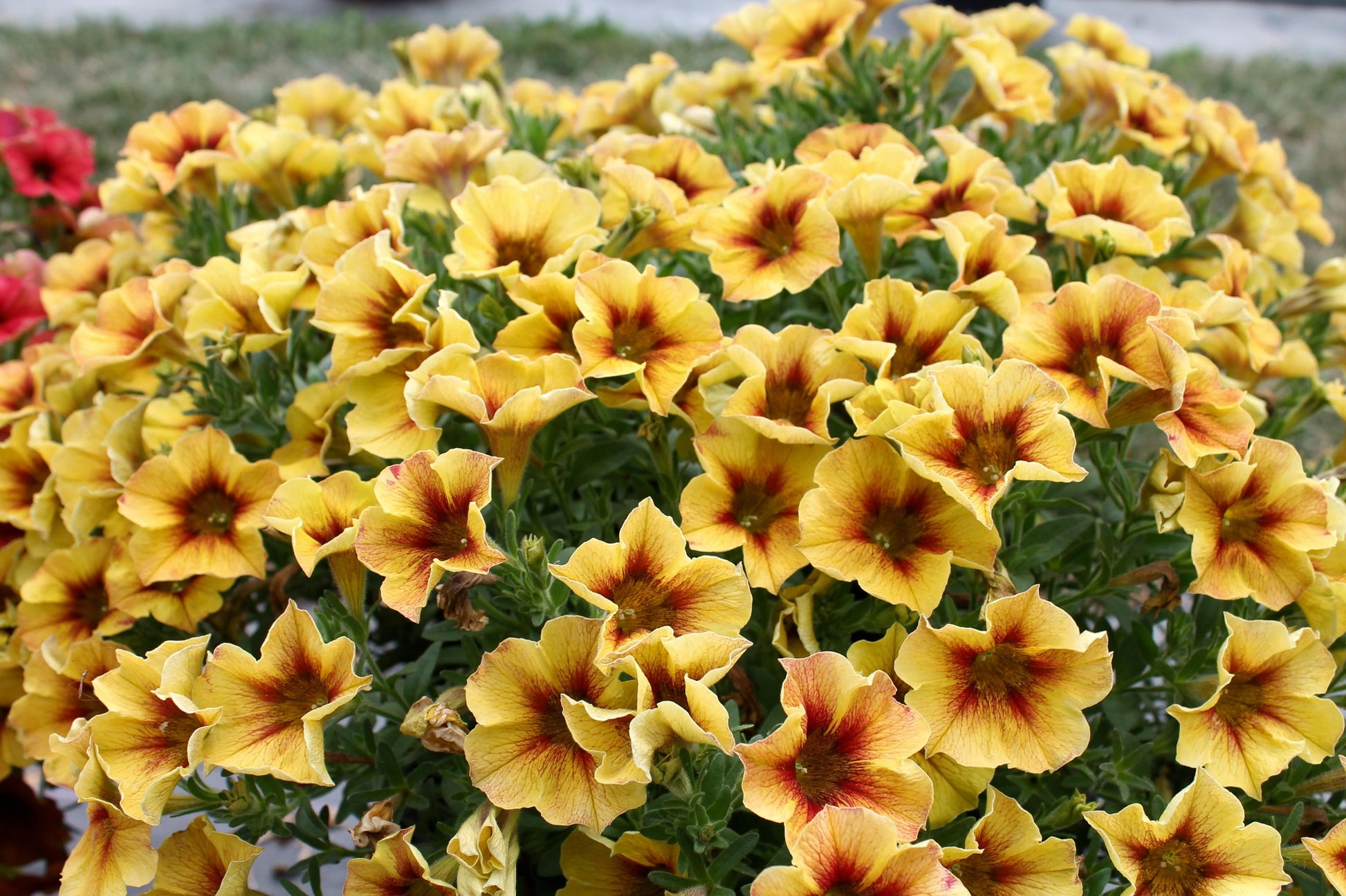 Petchoa Supercal Premium Caramel Yellow - View 2 from www redcrocus com