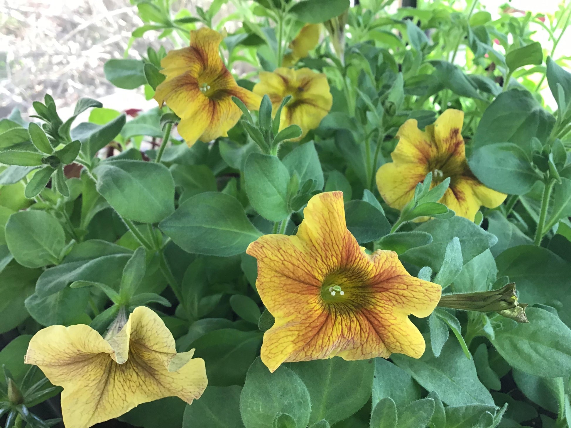 Petchoa Supercal Premium Caramel Yellow - View 3 from www redcrocus com