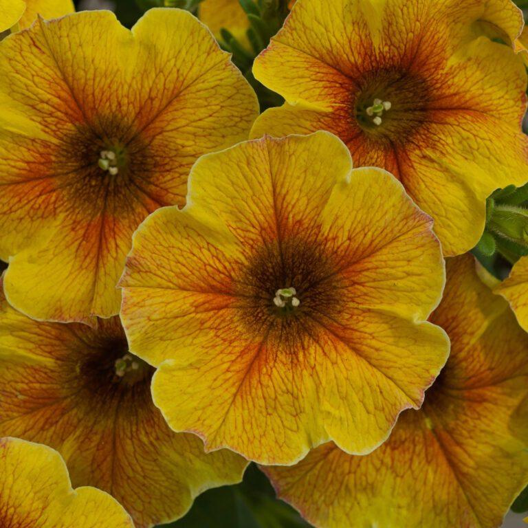 Petchoa Supercal Premium Caramel Yellow - View 6 from www redcrocus com