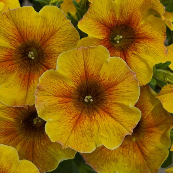 Petchoa Supercal Premium Caramel Yellow - View 7 from www redcrocus com