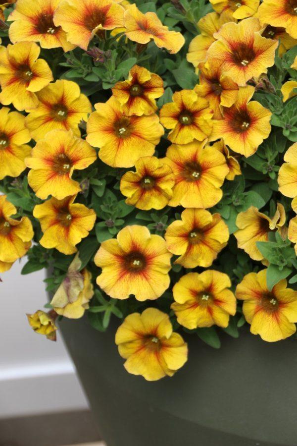 Petchoa Supercal Premium Caramel Yellow - View 8 from www redcrocus com