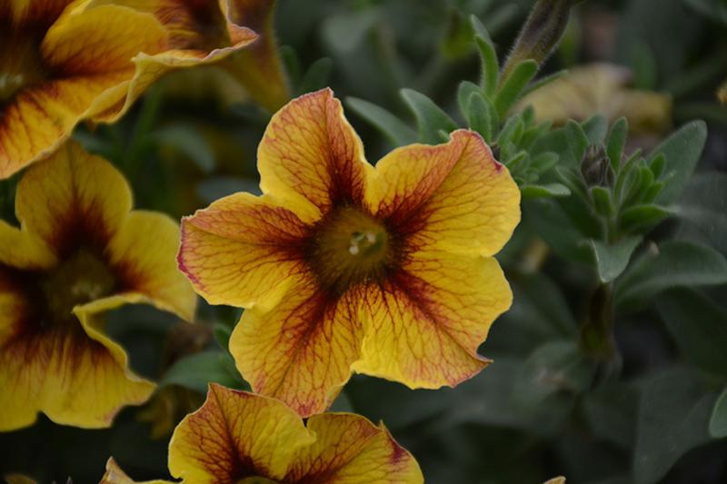 Petchoa Supercal Premium Caramel Yellow - View 9 from www redcrocus com