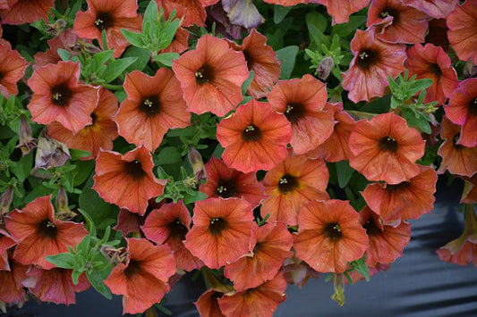 Petchoa Supercal Premium Cinnamon - View 1 from www redcrocus com