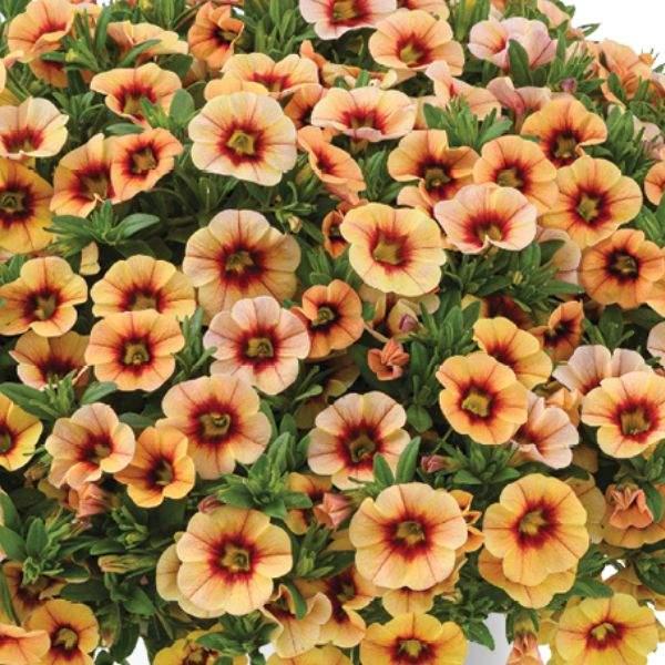 Petchoa Supercal Premium Sunset Orange - View 12 from www redcrocus com
