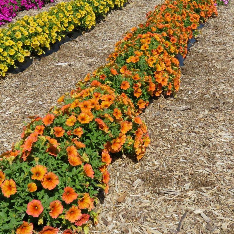 Petchoa Supercal Premium Sunset Orange - View 2 from www redcrocus com