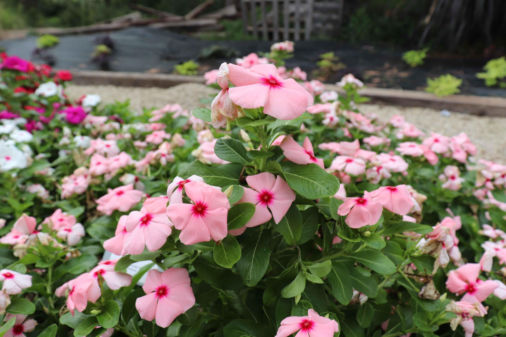Vinca Blockbuster Apricot - View 10 from www redcrocus com