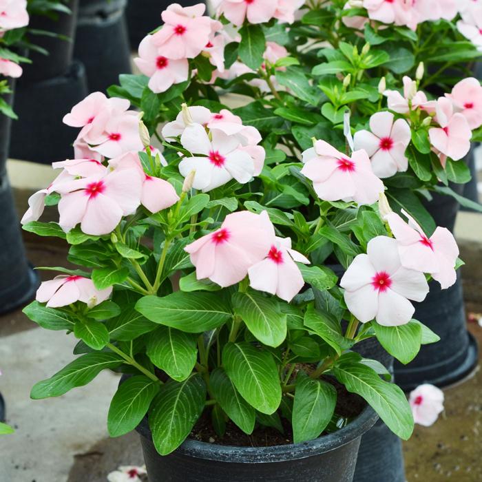 Vinca Blockbuster Apricot - View 12 from www redcrocus com