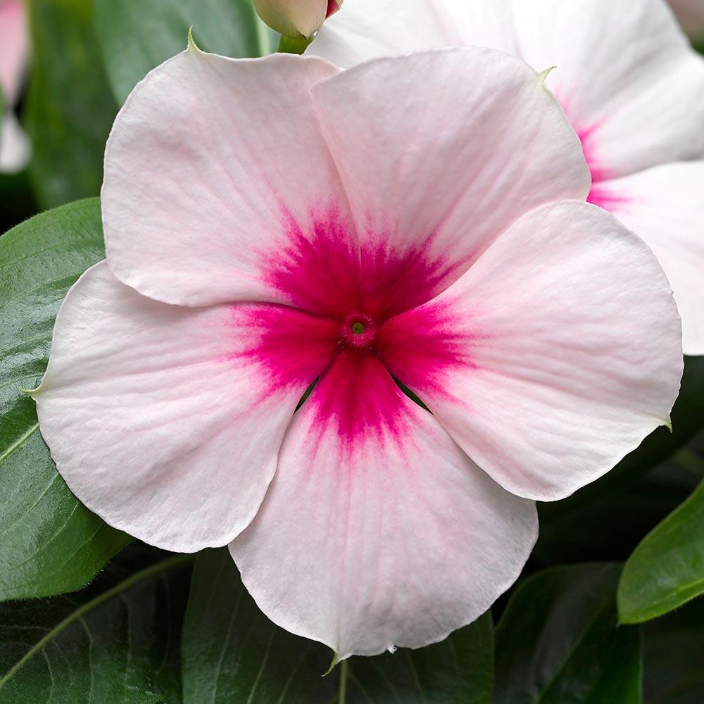 Vinca Blockbuster Apricot - View 14 from www redcrocus com