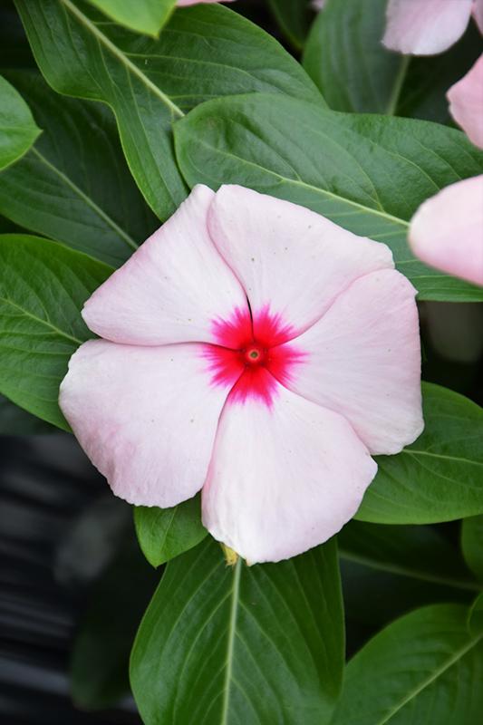 Vinca Blockbuster Apricot - View 1 from www redcrocus com