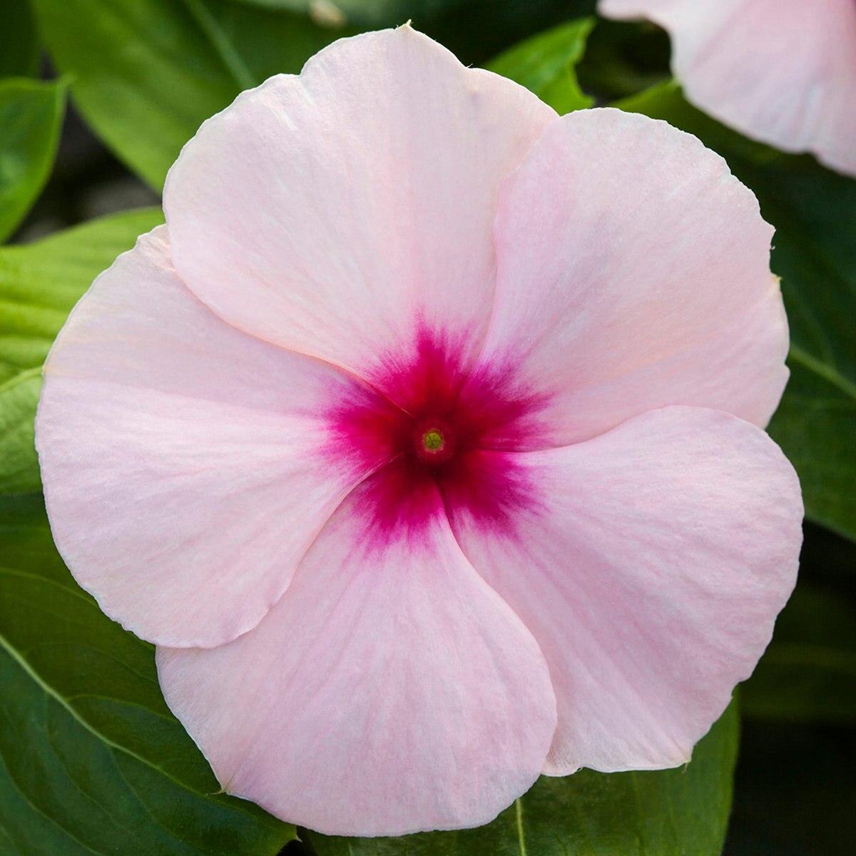 Vinca Blockbuster Apricot - View 4 from www redcrocus com
