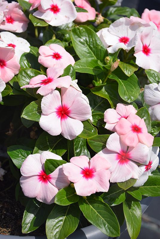Vinca Blockbuster Apricot - View 5 from www redcrocus com