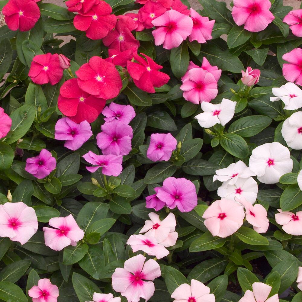 Vinca Blockbuster Mix - View 10 from www redcrocus com