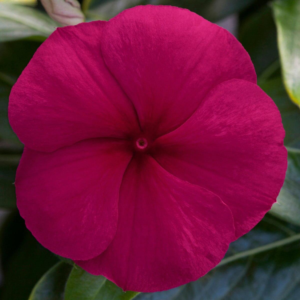 Vinca Blockbuster Mix - View 12 from www redcrocus com