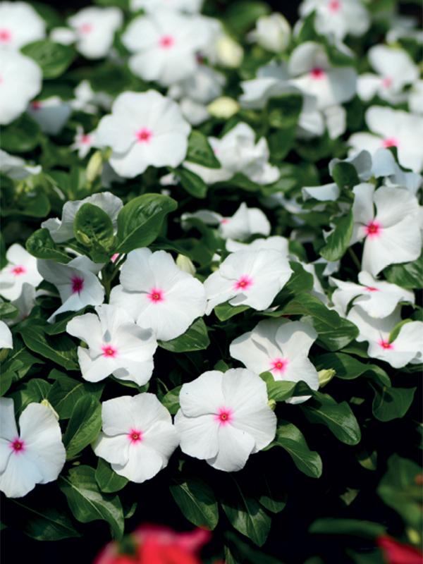 Vinca Blockbuster Mix - View 14 from www redcrocus com
