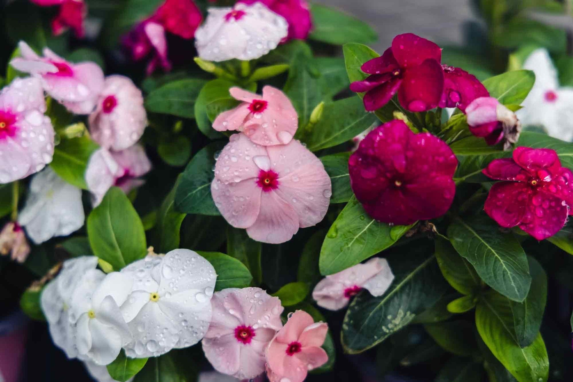 Vinca Blockbuster Mix - View 2 from www redcrocus com