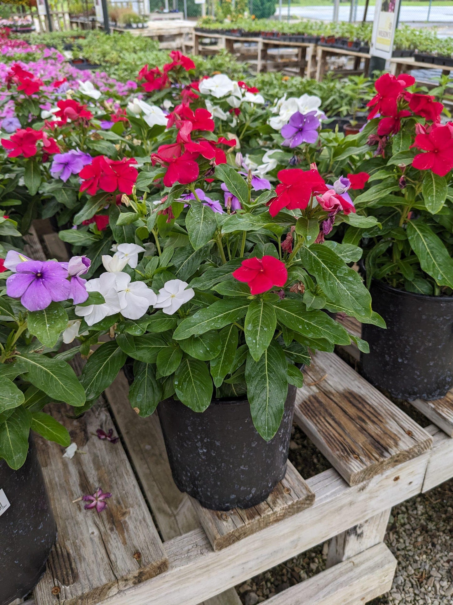Vinca Blockbuster Mix - View 3 from www redcrocus com