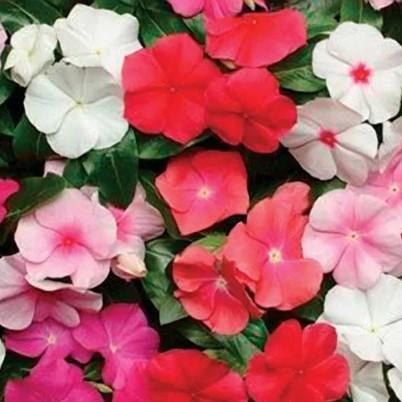 Vinca Blockbuster Mix - View 5 from www redcrocus com